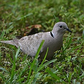 Eurasian Collared-Dove, South Padre Island, Texas